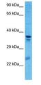 RNA Binding Fox-1 Homolog 1 antibody, GTX44870, GeneTex, Western Blot image 