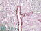 Protein unc-45 homolog B antibody, 42-281, ProSci, Western Blot image 