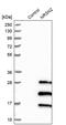 Neurensin-2 antibody, PA5-53400, Invitrogen Antibodies, Western Blot image 