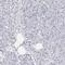 Nuclear Autoantigenic Sperm Protein antibody, HPA028136, Atlas Antibodies, Immunohistochemistry frozen image 