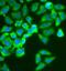 Kelch Like ECH Associated Protein 1 antibody, FNab04516, FineTest, Immunofluorescence image 