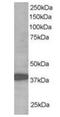 Ring Finger Protein 39 antibody, orb18832, Biorbyt, Western Blot image 
