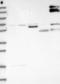 KIAA0408 antibody, NBP1-94158, Novus Biologicals, Western Blot image 