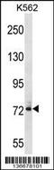 Dynein Axonemal Intermediate Chain 1 antibody, 58-705, ProSci, Western Blot image 