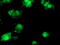 COMM domain-containing protein 1 antibody, M02272-2, Boster Biological Technology, Immunofluorescence image 
