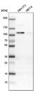 RAS Protein Activator Like 2 antibody, PA5-54211, Invitrogen Antibodies, Western Blot image 
