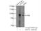 DExD-Box Helicase 21 antibody, 10528-1-AP, Proteintech Group, Immunoprecipitation image 