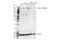 Integrin Subunit Alpha 1 antibody, 71747S, Cell Signaling Technology, Western Blot image 