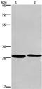 Cleavage And Polyadenylation Specific Factor 4 antibody, PA5-50385, Invitrogen Antibodies, Western Blot image 