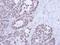 Nuclear RNA Export Factor 1 antibody, PA5-21415, Invitrogen Antibodies, Immunohistochemistry frozen image 