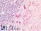 Calnexin antibody, LS-B16505, Lifespan Biosciences, Immunohistochemistry paraffin image 