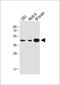 STE20 Related Adaptor Alpha antibody, A01112-2, Boster Biological Technology, Western Blot image 