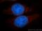 Period Circadian Regulator 1 antibody, 13463-1-AP, Proteintech Group, Immunofluorescence image 