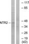NTSR2 antibody, TA315263, Origene, Western Blot image 