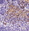 ATP Binding Cassette Subfamily B Member 5 antibody, TA309558, Origene, Immunohistochemistry frozen image 