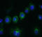 CD14 antibody, AM26319PU-N, Origene, Immunofluorescence image 