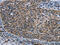 Cell death regulator Aven antibody, CSB-PA335882, Cusabio, Immunohistochemistry frozen image 