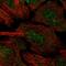 Coiled-Coil Domain Containing 13 antibody, HPA047429, Atlas Antibodies, Immunofluorescence image 