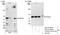 Prolyl 4-hydroxylase subunit alpha-2 antibody, NB110-40494, Novus Biologicals, Immunoprecipitation image 