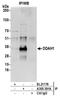 Dimethylarginine Dimethylaminohydrolase 1 antibody, A305-391A, Bethyl Labs, Immunoprecipitation image 