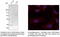 RAB11A, Member RAS Oncogene Family antibody, AB0034-200, SICGEN, Immunofluorescence image 