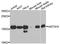 Histone Cluster 3 H3 antibody, A2352, ABclonal Technology, Western Blot image 