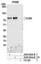 Calmegin antibody, A305-632A-M, Bethyl Labs, Immunoprecipitation image 