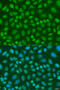 TATA-Box Binding Protein Associated Factor 11 antibody, 23-290, ProSci, Immunofluorescence image 