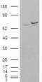 X-Ray Repair Cross Complementing 6 antibody, LS-C55047, Lifespan Biosciences, Western Blot image 