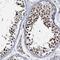 Zinc Finger Protein 609 antibody, HPA040832, Atlas Antibodies, Immunohistochemistry frozen image 