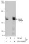 PTPRF Interacting Protein Alpha 1 antibody, GTX115098, GeneTex, Immunoprecipitation image 