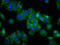 Opsin 1, Medium Wave Sensitive antibody, LS-C680985, Lifespan Biosciences, Immunofluorescence image 