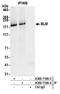 BLM RecQ Like Helicase antibody, A300-110A, Bethyl Labs, Immunoprecipitation image 