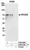 RNA Pseudouridine Synthase Domain Containing 2 antibody, A305-210A, Bethyl Labs, Immunoprecipitation image 