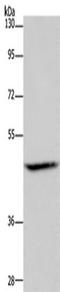 Protein C-ets-2 antibody, TA349947, Origene, Western Blot image 