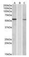 Mannosyl (Alpha-1,3-)-Glycoprotein Beta-1,2-N-Acetylglucosaminyltransferase antibody, orb125032, Biorbyt, Western Blot image 