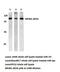 Kinesin Family Member 20A antibody, LS-C191894, Lifespan Biosciences, Western Blot image 