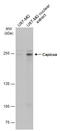 Protein capicua homolog antibody, GTX129513, GeneTex, Western Blot image 
