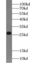 BCL2 Antagonist/Killer 1 antibody, FNab00796, FineTest, Western Blot image 