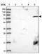 Patched Domain Containing 3 antibody, NBP2-14538, Novus Biologicals, Western Blot image 
