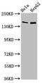 Extracellular sulfatase Sulf-1 antibody, CSB-PA814217LA01HU, Cusabio, Western Blot image 