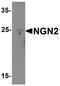 Neurogenin 2 antibody, TA319067, Origene, Western Blot image 