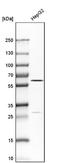 Liver carboxylesterase 1 antibody, NBP1-85691, Novus Biologicals, Western Blot image 