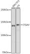 Integrin Subunit Alpha V antibody, GTX54357, GeneTex, Western Blot image 