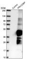 Caveolae Associated Protein 3 antibody, NBP2-47323, Novus Biologicals, Western Blot image 