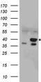 Endonuclease III-like protein 1 antibody, TA890138, Origene, Western Blot image 