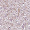 Cyclic Nucleotide Gated Channel Alpha 3 antibody, HPA049378, Atlas Antibodies, Immunohistochemistry frozen image 