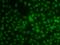 Kruppel Like Factor 3 antibody, orb247846, Biorbyt, Immunofluorescence image 
