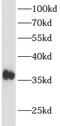 Protein atonal homolog 1 antibody, FNab00686, FineTest, Western Blot image 