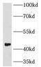 Krueppel-like factor 17 antibody, FNab04601, FineTest, Western Blot image 
